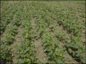 Campo