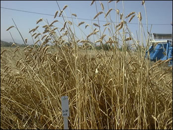 Grano