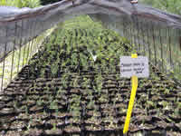 carpinone 1