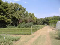 petacciato 2