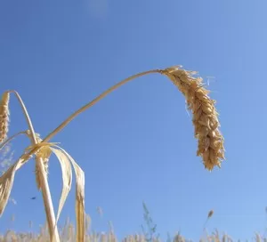 ORZO DI RIPABOTTONI