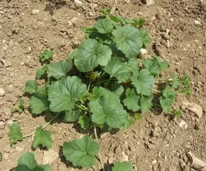 MELONE DI PALATA