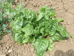 Ecotipo bietola