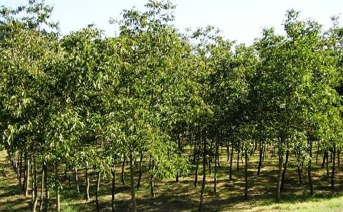Impianto Arboricoltura